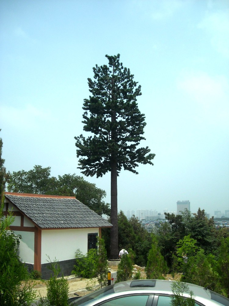 松树型